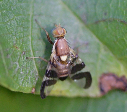Walnut Husk Fly